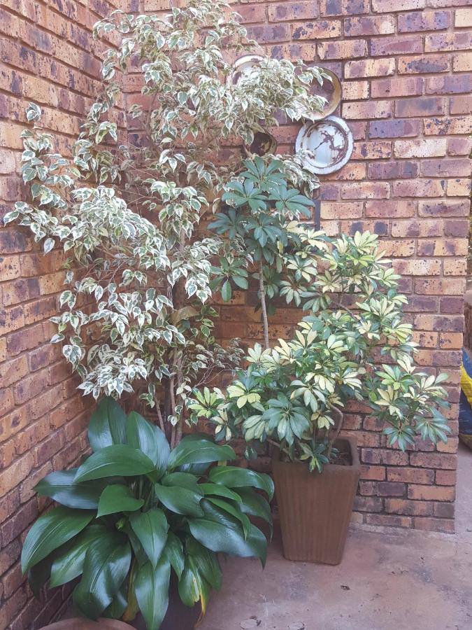 Bed and Breakfast Grace Place Bnb Pretoria-Noord Exterior foto